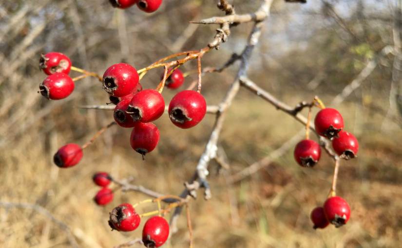 Despre prieteni și&nbsp;literatură